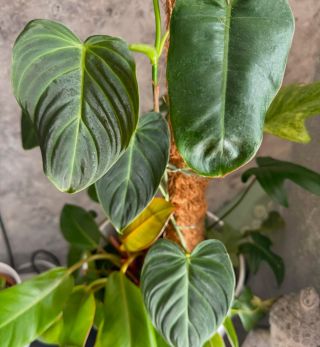 Philodendron melanochrysum… 🤍 #philodendron #philodendronmelanochrysum #rareplants #zelenepokojovky #zelenydomov #sameťák...