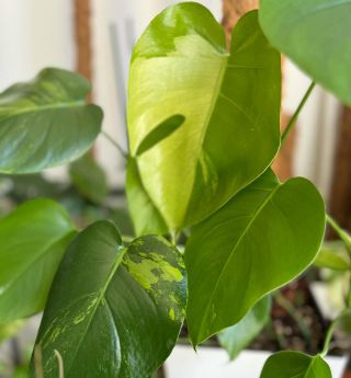 Monstera Green on green 💚