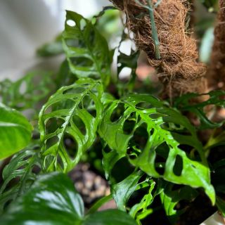 Monstera obliqua Peru pěstovaná v běžných pokojových podmínkách.