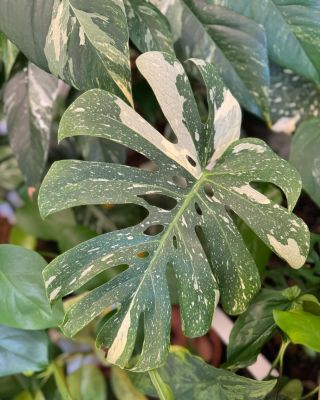 V obýváku.. 🤍 “Thaika”