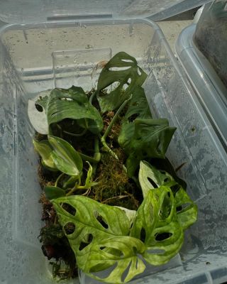 Naše rostlinky si množíme a rozpěstováváme sami. Na poslední fotografii i odborný dozor.. :)