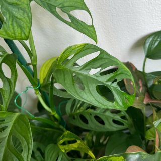 Podobné a přitom každá jiná.