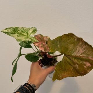 Přes léto se neflákám.. 🍀