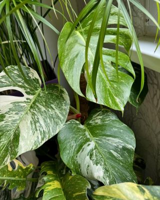 Není nic hezčího než pozorovat, jak vás přerůstá to, o co se s láskou staráte 🍀