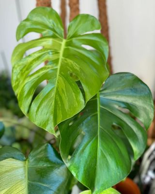 Monstera Green on green