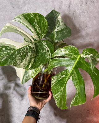 Tam kde láska k raritkám začíná… 🤍