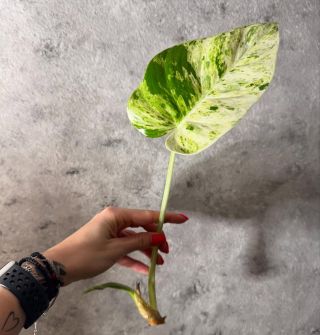 Řízkujeme 🍀 Philodendron gigantheum variegata Syngonium panda Rhaphidophora tetrasperma variegata Monstera obliqua...